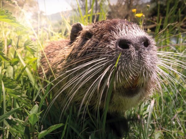 Biber im Gras